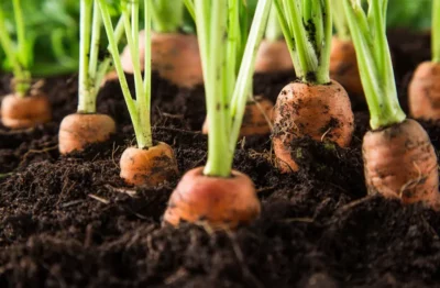 A close-up of the orange tops of carrots peeking out of the soil, ready to be harvested.