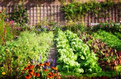 An English vegetable garden, with rows of cut-and-come-again lettuce alongside various other plants and vegetables.