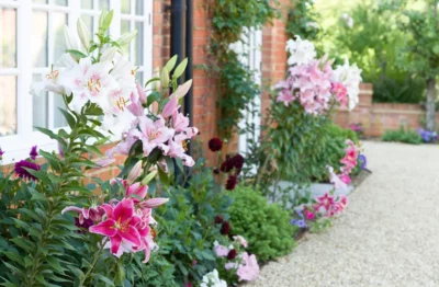 A plant border around an English country house, blooming with Oriental lilies in pinks and whites.