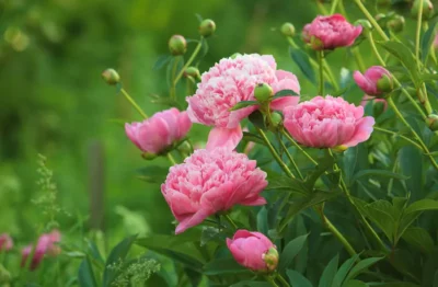 A pink peony plant in a green garden.