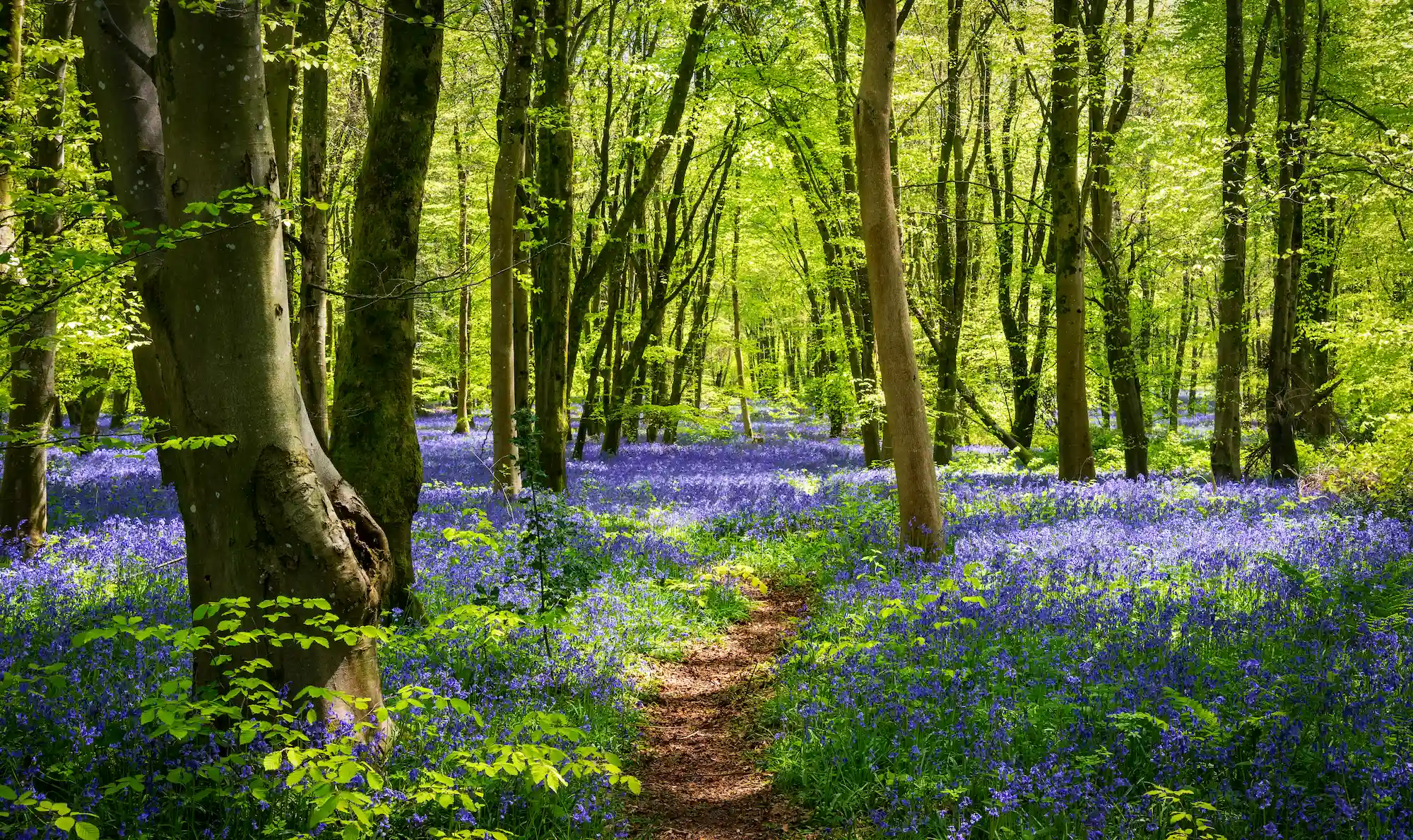 A UK woodland with bluebells surrounding the path.